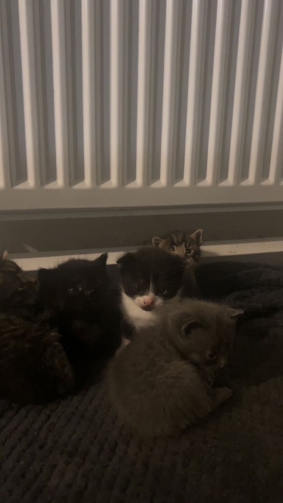 Beautiful kitten for sale 