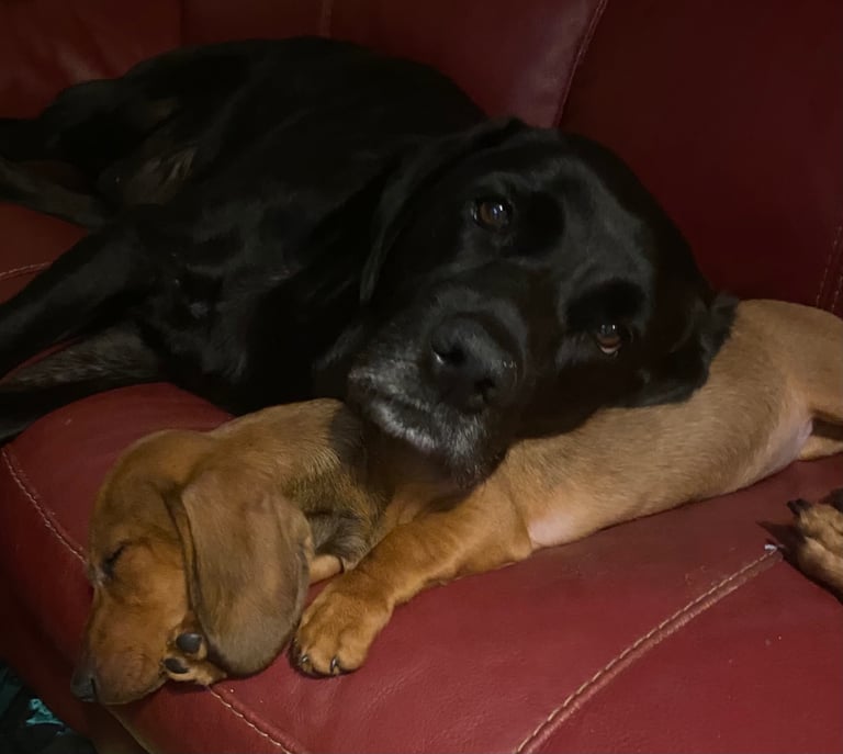 1 beautiful Dachshund puppy 3 months+