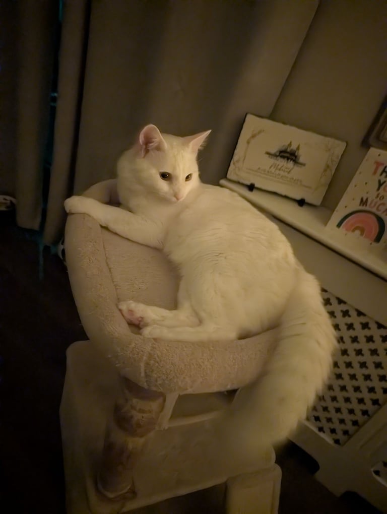 Beautiful Siberian white long hair male cat