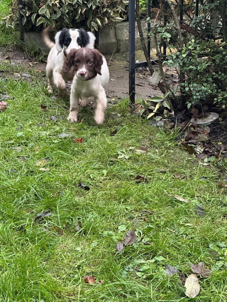Springer spaniel pups 