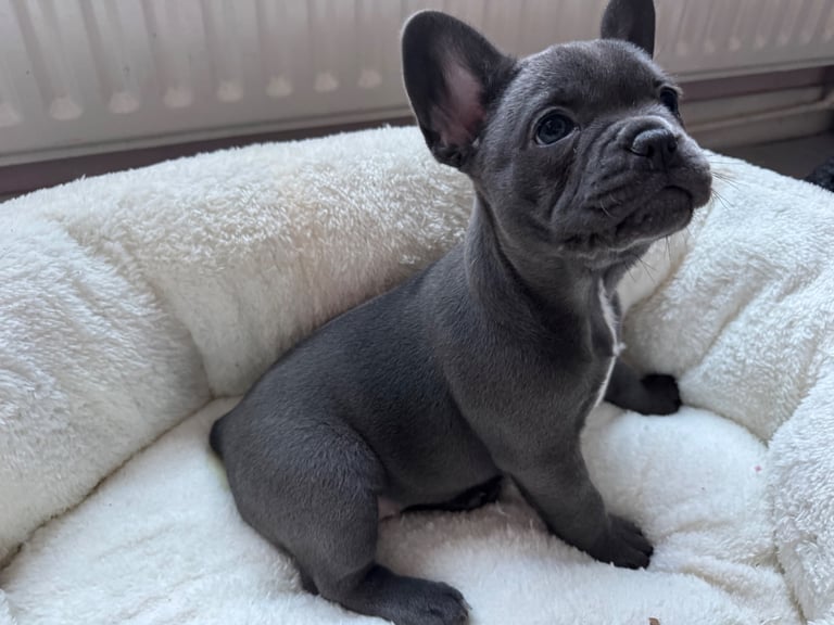 French bulldog puppy