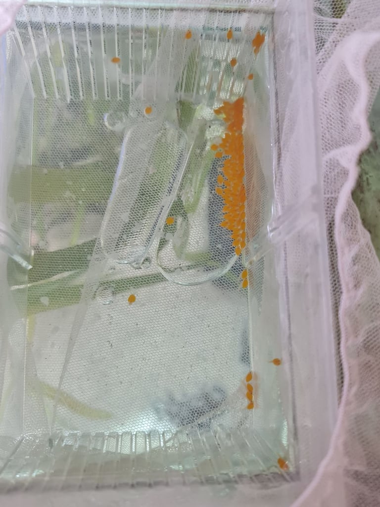 Super Red bristlenose plecos