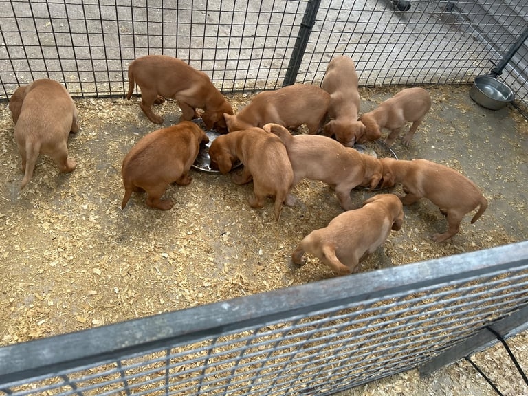 Excellent kc reg Labrador pups