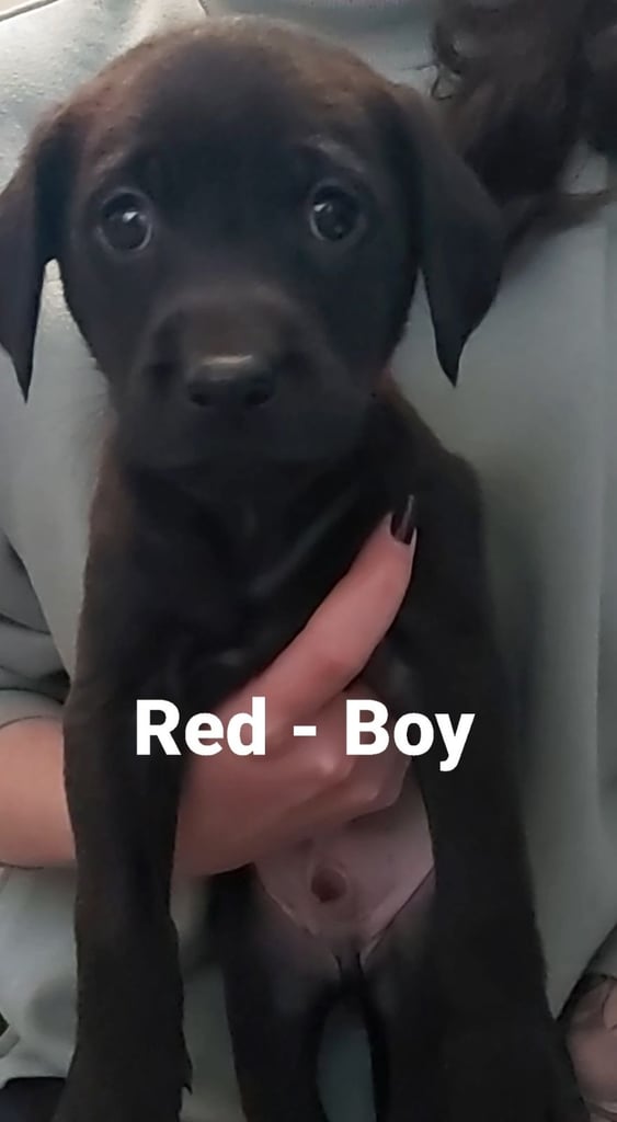Lab Cross Puppies for Sale