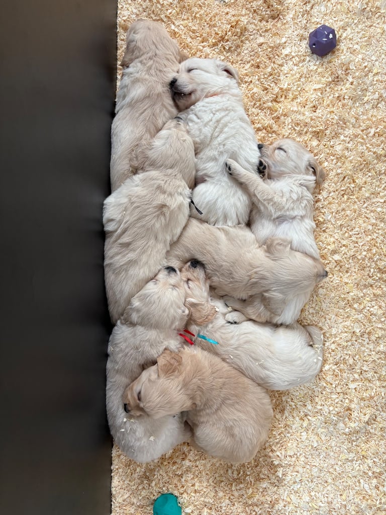 Golden Retriever puppies for sale 