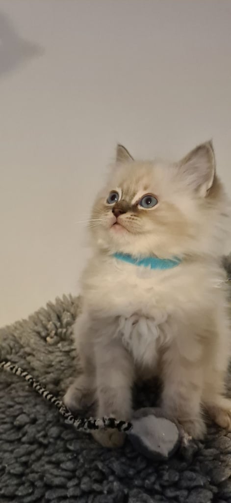 Ragdoll Kittens, Full Pedigree, Ready Now, chunky cuties 