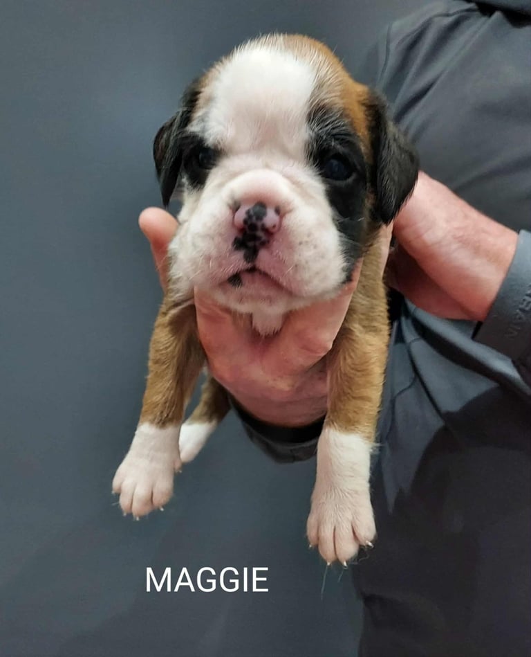 Boxer puppies 