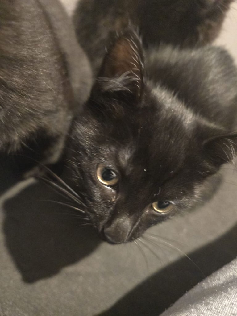Adorable black kittens for sale