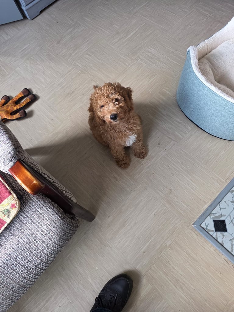 12 week old Cockapoo pup