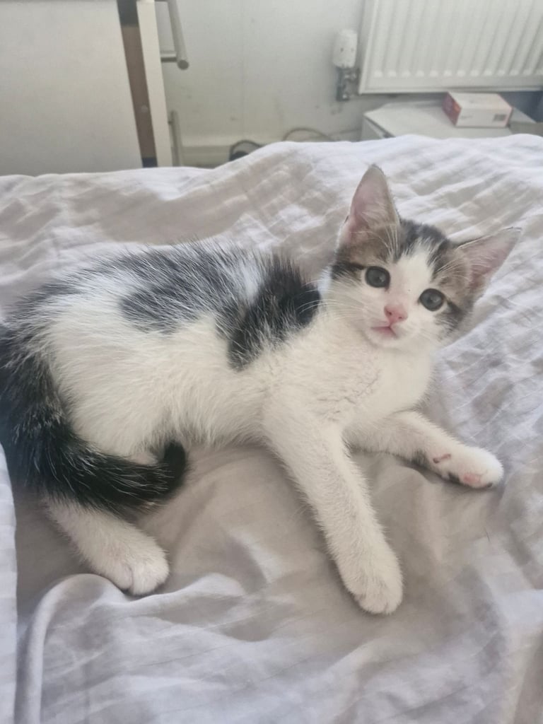 Bengal Mix kittens ready NOW Only 1 boy left!