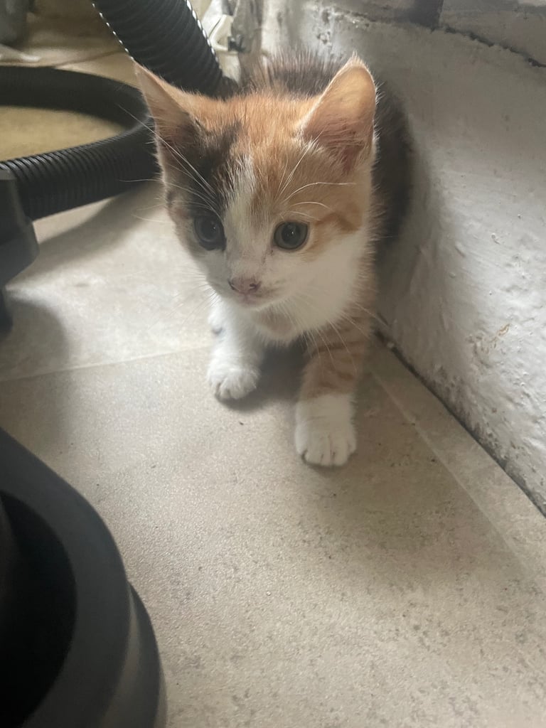 3 beautiful cuddly kittens for sale 