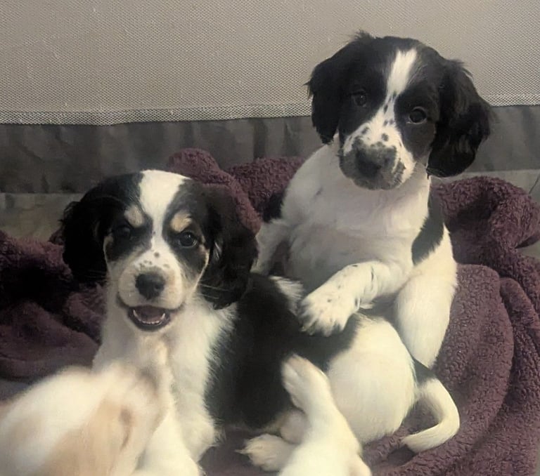 2 female sprocker puppies 