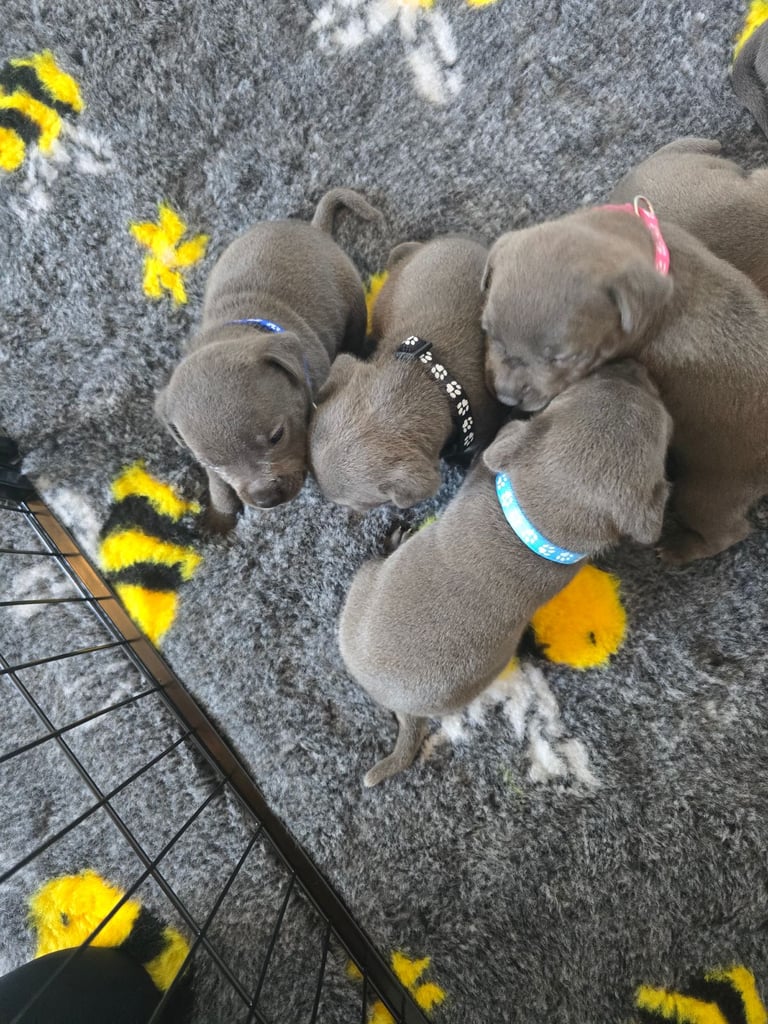 Kc reg blue Staffordshire bull terrier 