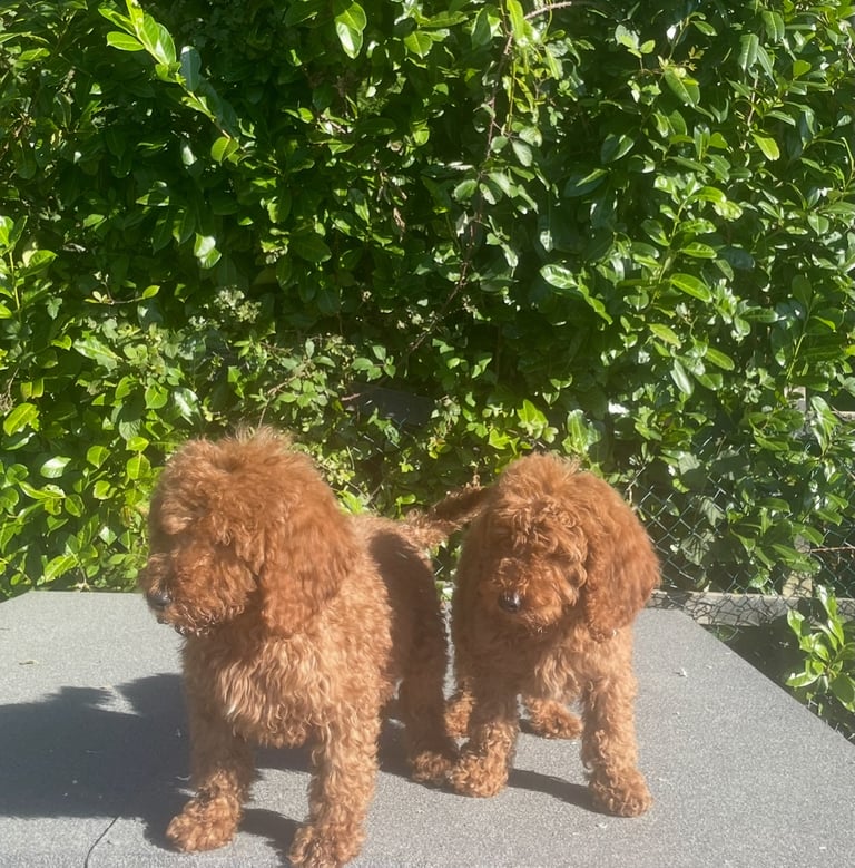 Red Standard poodles ONLY 1 boy available 