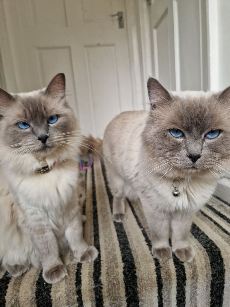 Ragdoll kittens 