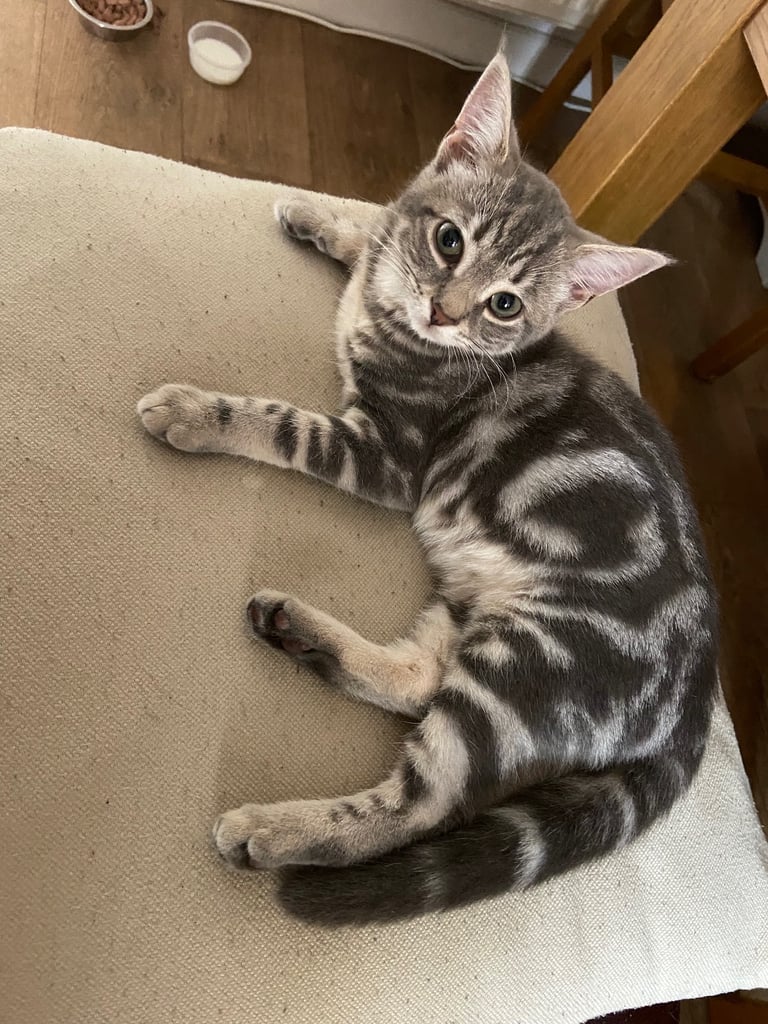 Stunning grey tabby kitten
