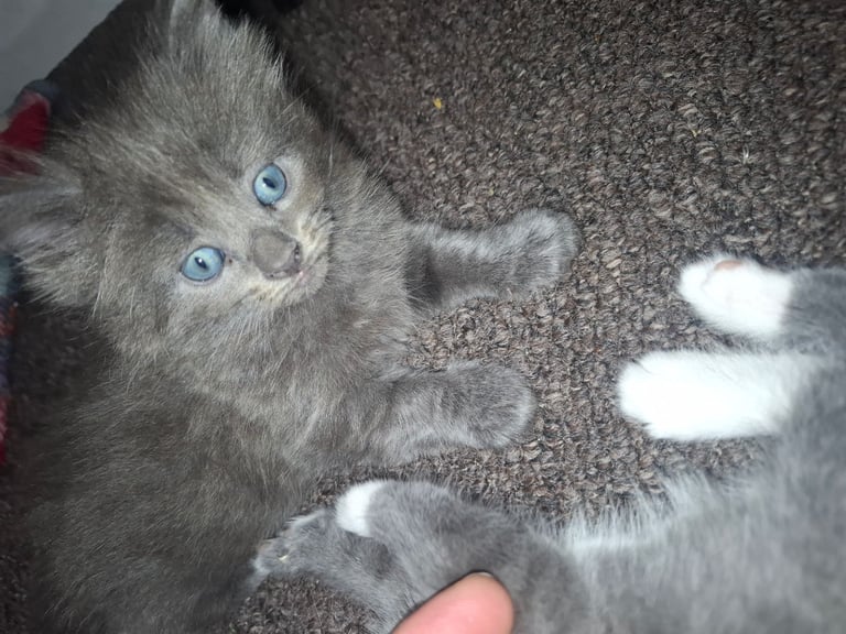British short hair  x Russian blue 