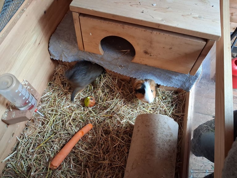 2 guineapigs, hutch and accessories 