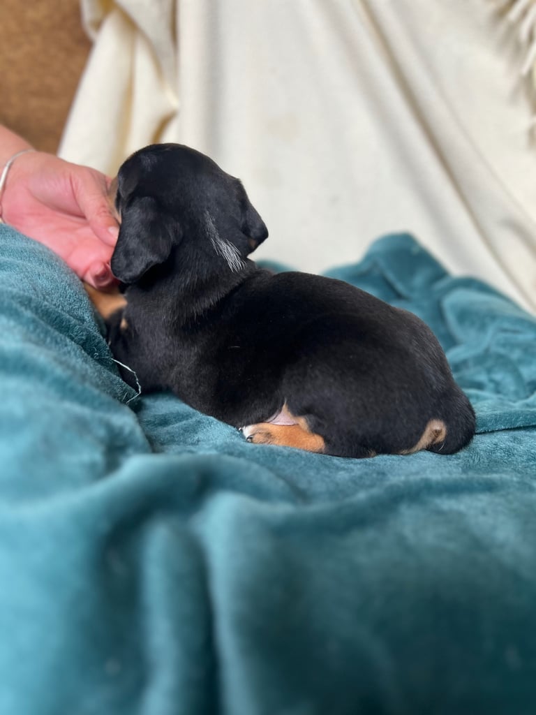Old Tyme English Bulldog x Sproodle Puppy - Boy