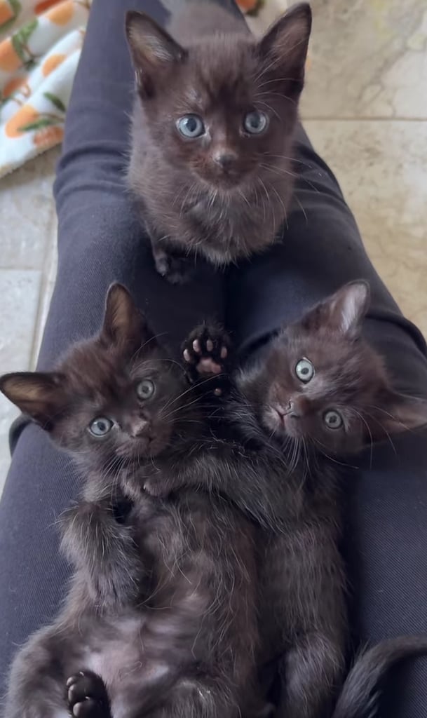 image for 3 black kittens ready for there new homes 