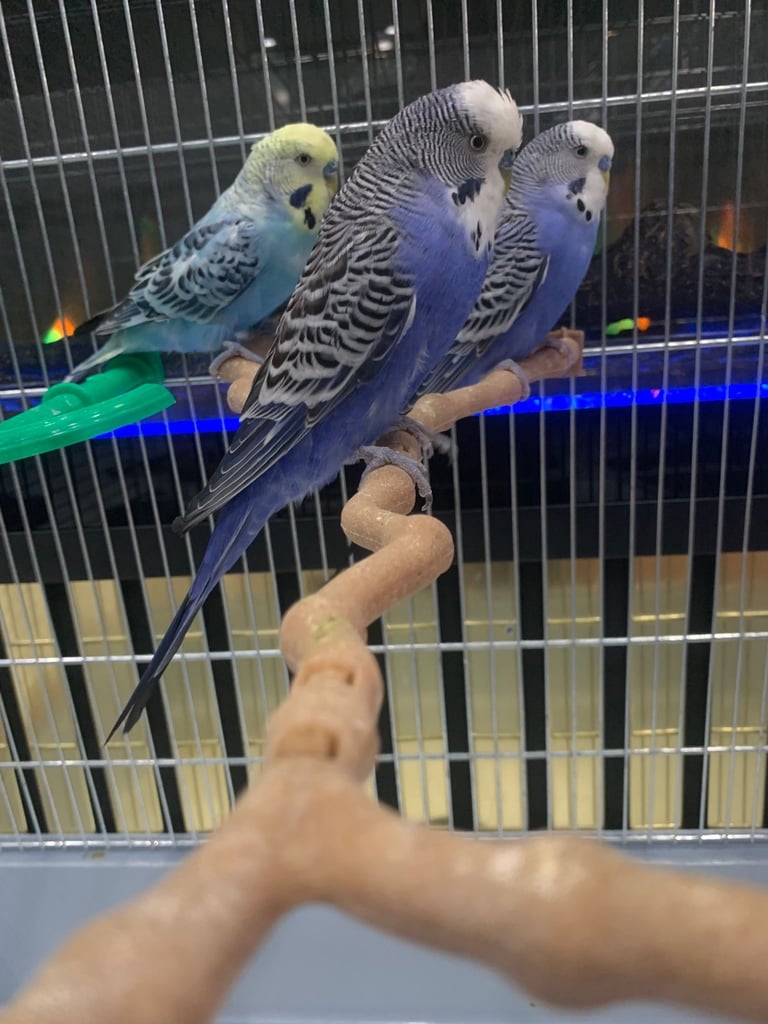 4 Budgies and cage 