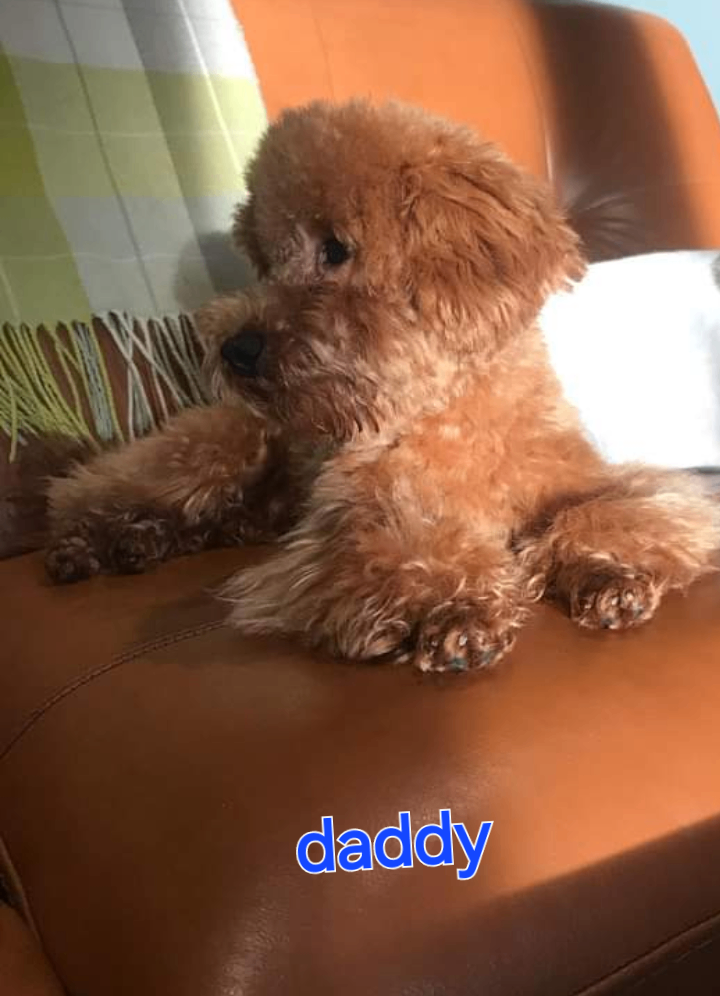 Stunning maltipoo pups 