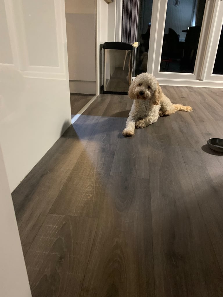 Cavapoochon puppies 