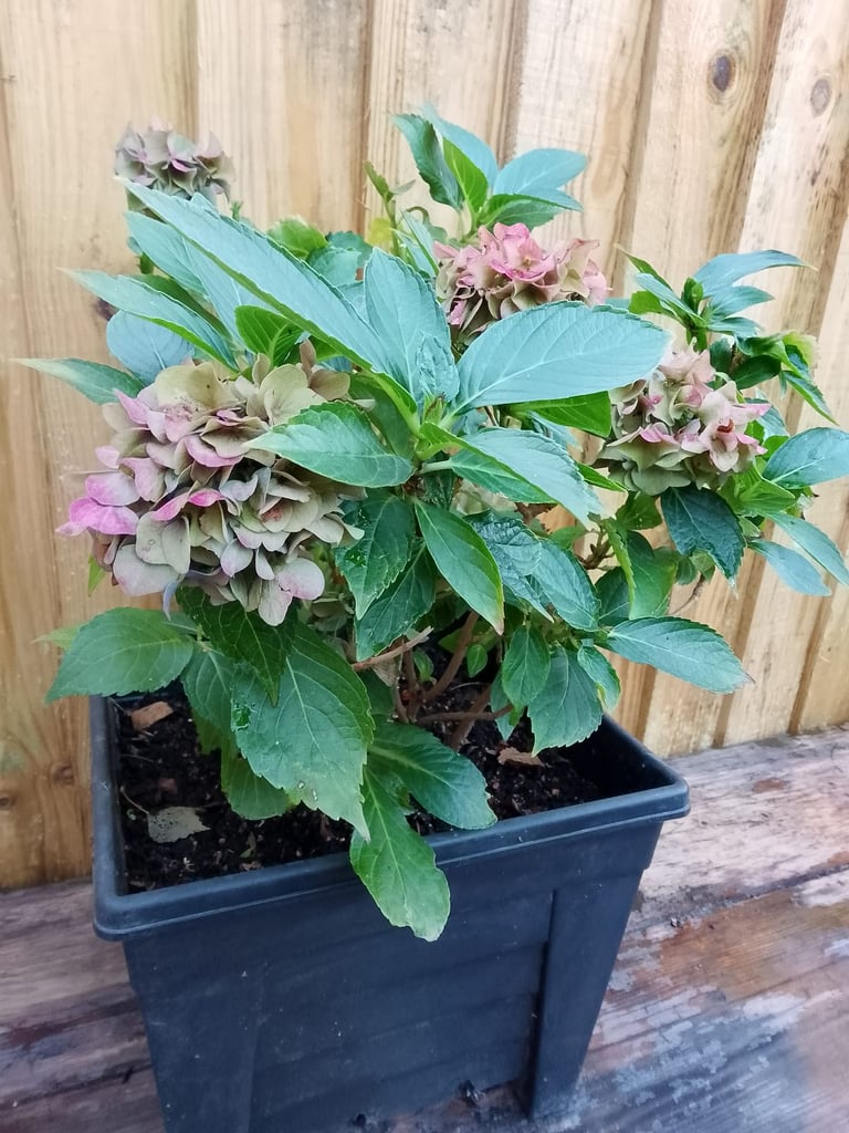 image for Hydrangea macrophylla Plant in a 33cm pot 