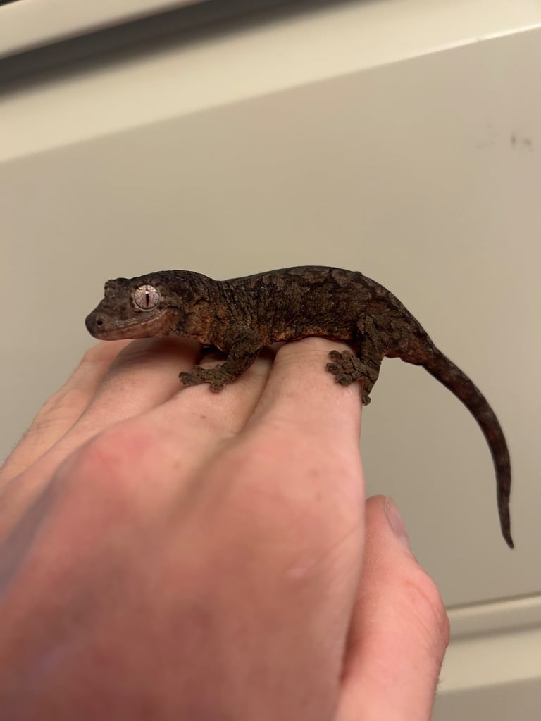 9 month old Chahoua geckos