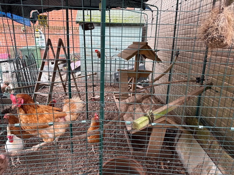 Chickens and Coops for sale 