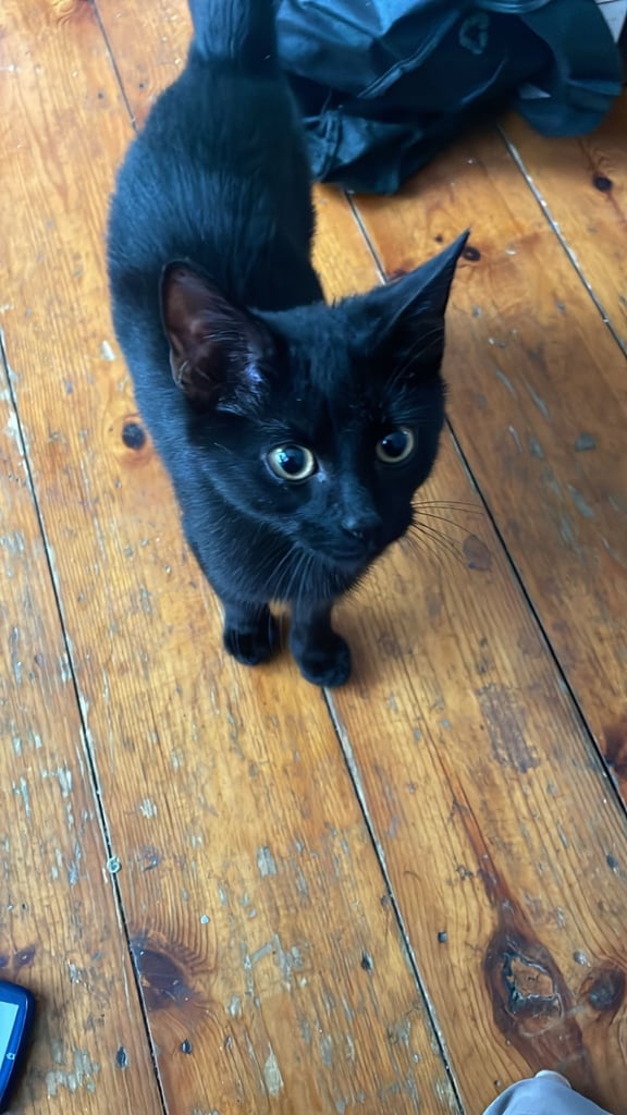 KITTEN FOR SALE 