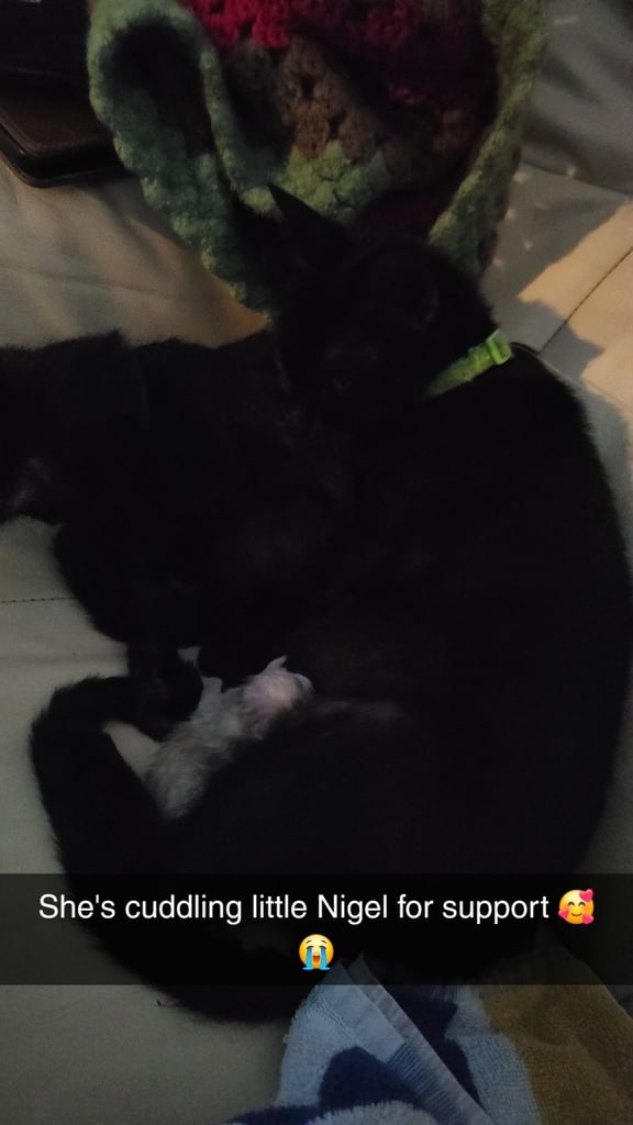 image for Mix breed kittens