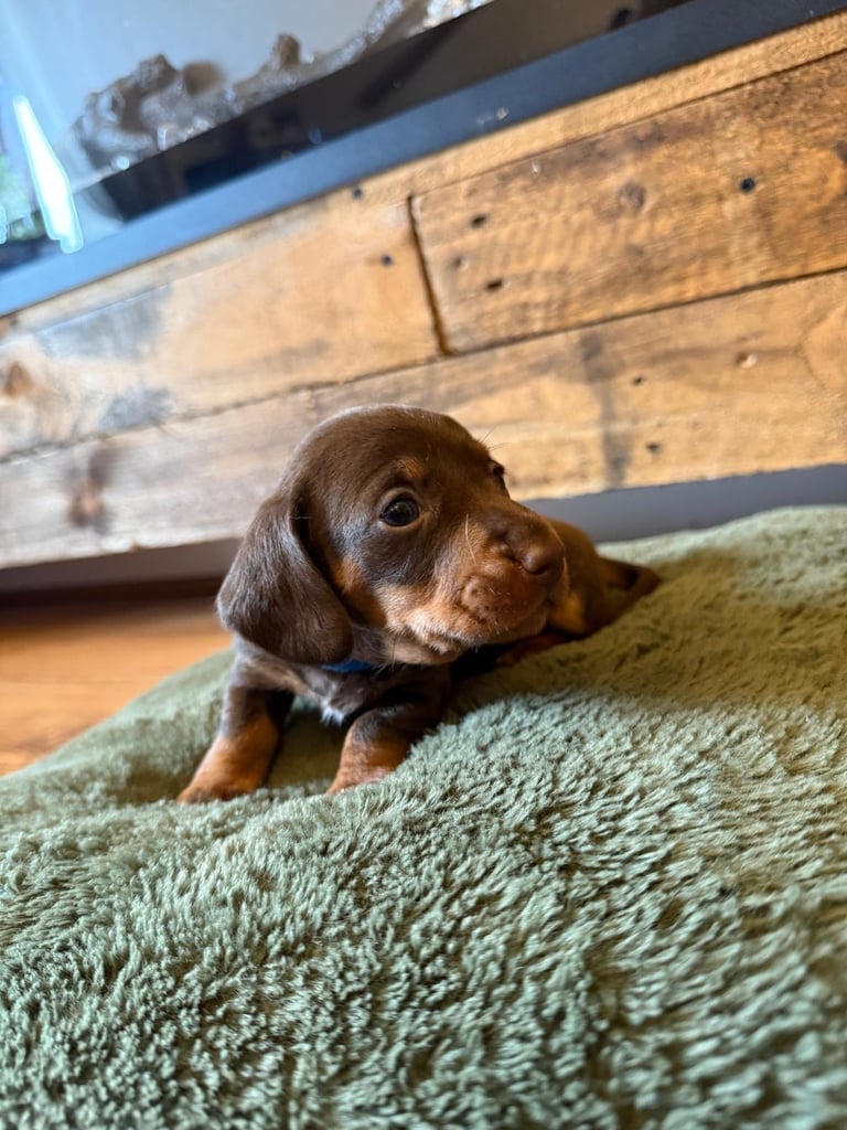 **Ready to leave now** 2 miniature dachshund boys