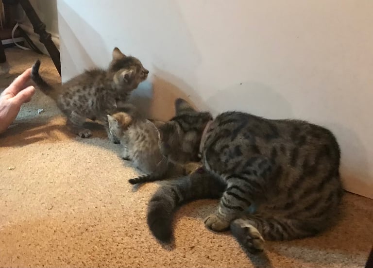 2 Beautiful Fluffy Tabby Kittens for sale