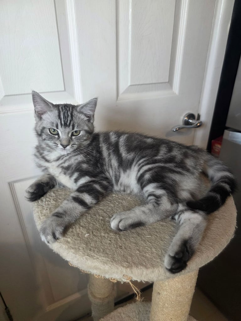 British Shorthair Kitten