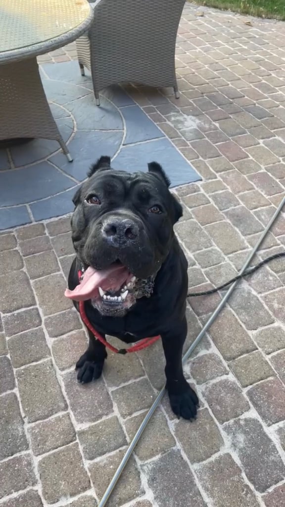 12 MONTH CANE CORSO