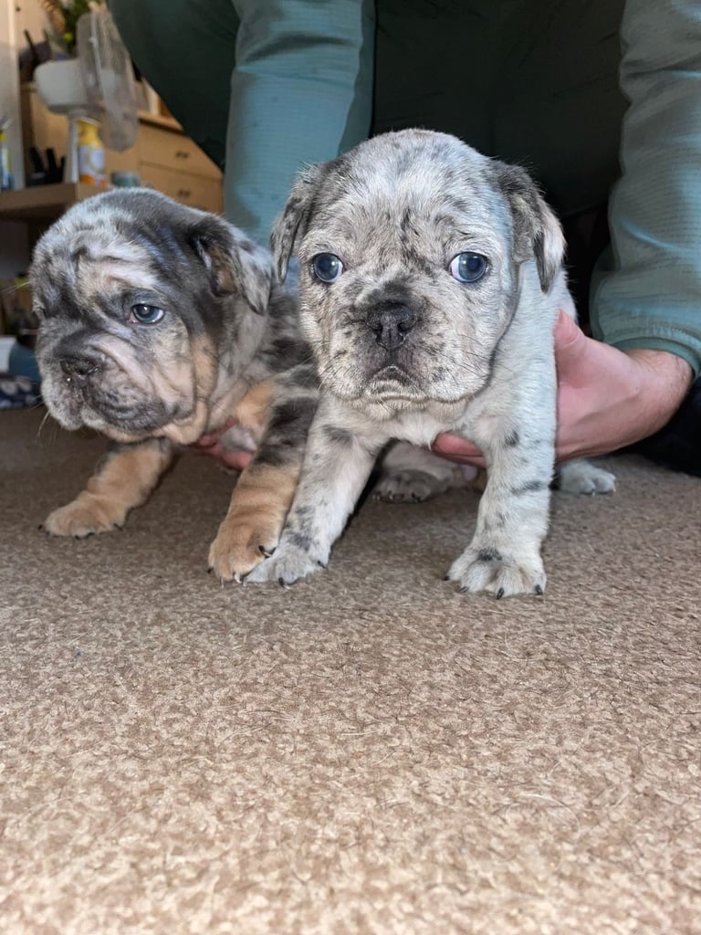 5 ⭐️ French bulldogs carrying fluffy 😍