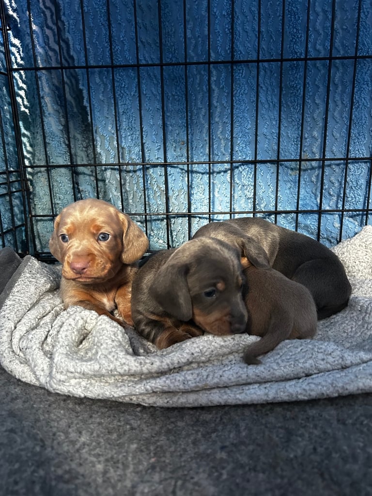 Beautiful Miniature Dachshund Puppies