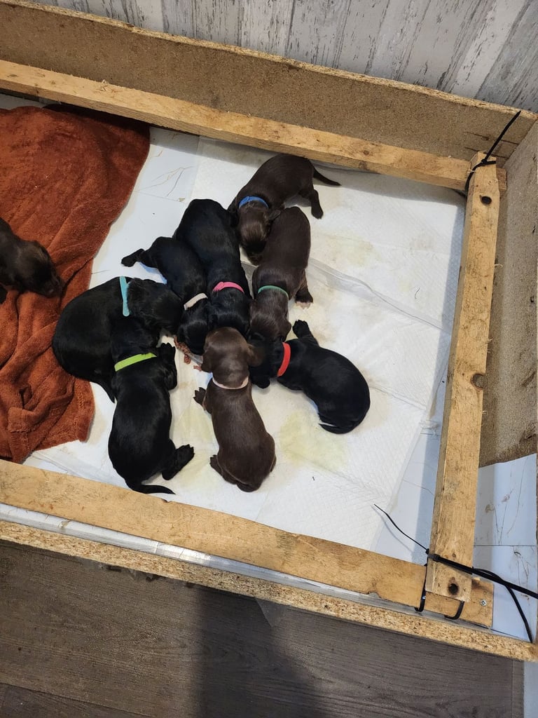 Cocker Spaniel Puppies🐕 Ready to leave December 1st🐕🎄💙💖