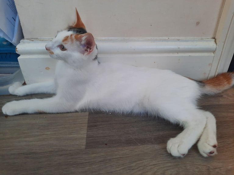 beautiful female kittens, white / tabby, looking for a new home