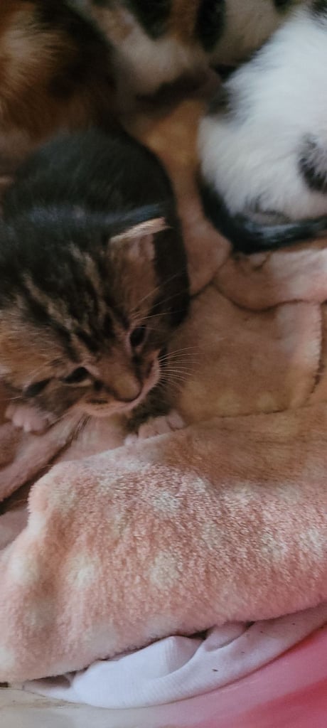 Beautiful kittens looking for their forever families 