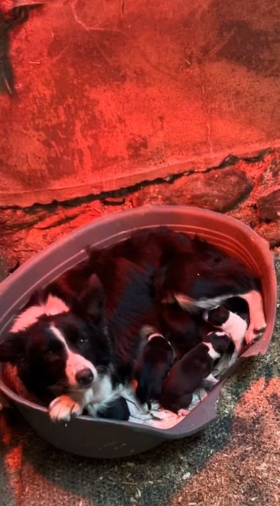 Border Collie pups 