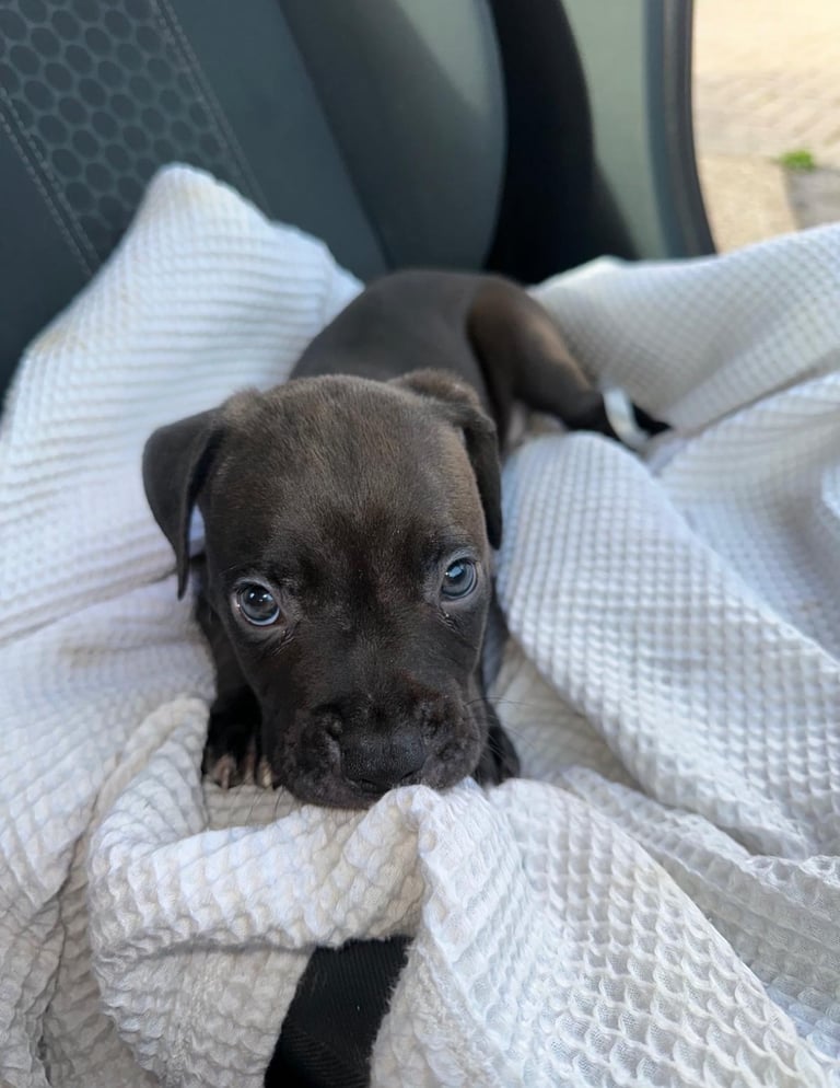 🏡 Gorgeous Cane Corso × Staffordshire Puppies Ready for Their Forever Homes! 🐾