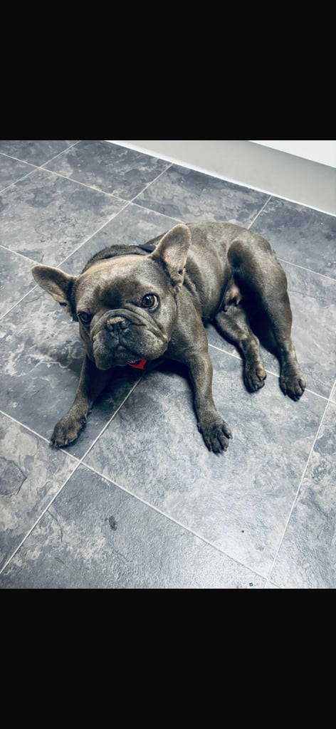 Female blue French bulldog 
