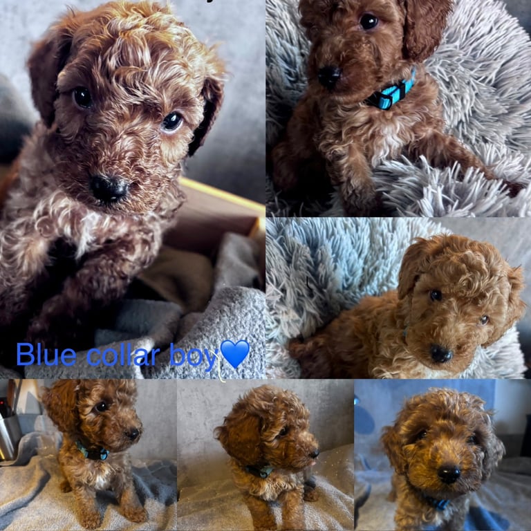 READY THURSDAY-Adorable F1B cockapoo puppies