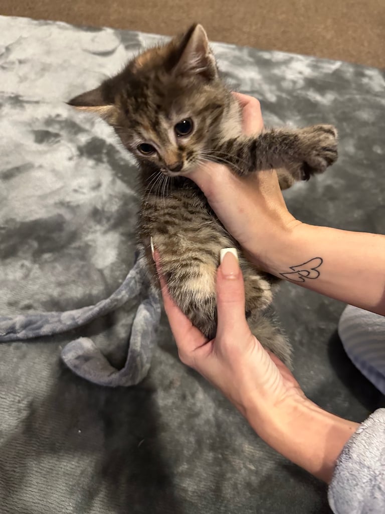 Kittens 
