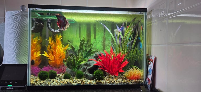Betta & aquarium 