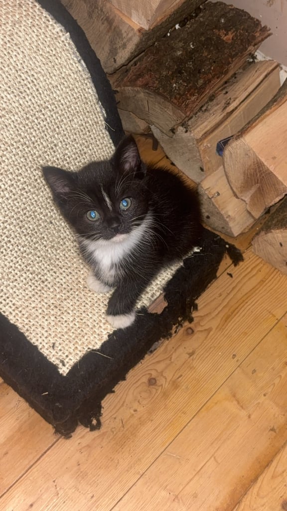 Black and white kitten