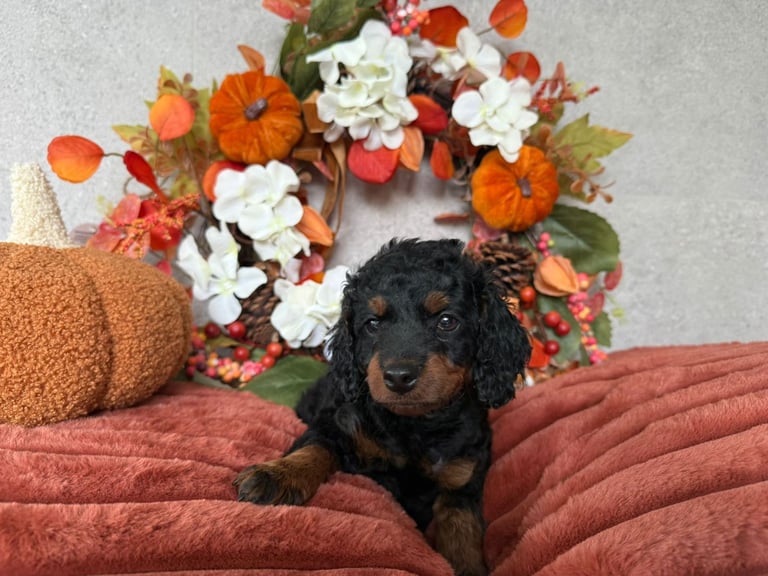 2 Gorgeous F2 Cockapoo puppies for sale 