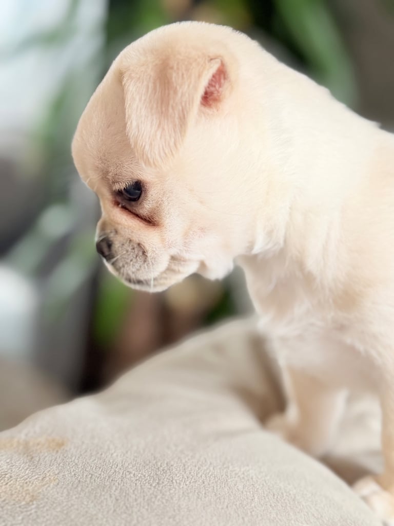 🐾 💕Adorable Puppies for the loving Families 💕🏡
